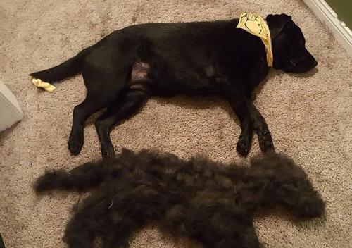 揭秘宠物狗狗掉毛背后的原因（为什么你的狗狗总是掉毛？如何降低掉毛量？）