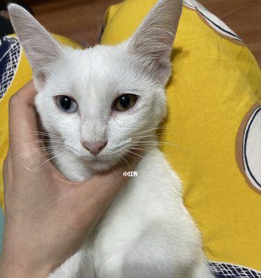 猫咪不能在这些时候洗澡！（了解猫咪的洗澡时间和注意事项）