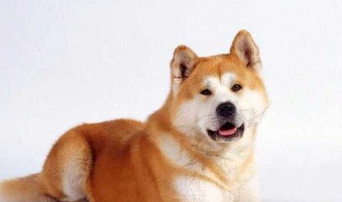 秋田犬拉肚子怎么办？（益生菌或许是救命稻草！）