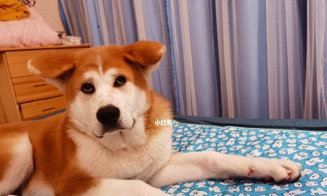 秋田犬呕吐怎么办？（探究秋田犬呕吐的原因及应对方法）