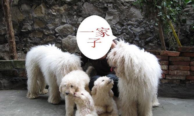 泡犬粮是否有必要？——（为爱宠做决策）