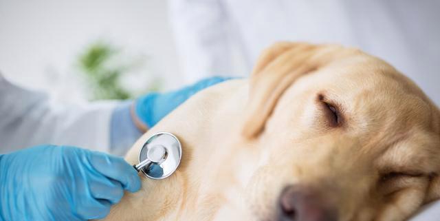 狗狗缺钙的症状与预防方法（了解缺钙症状，宠物健康无忧）