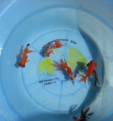 热带鱼饲养全攻略（掌握宠物热带鱼的养殖技巧，让它们健康成长）