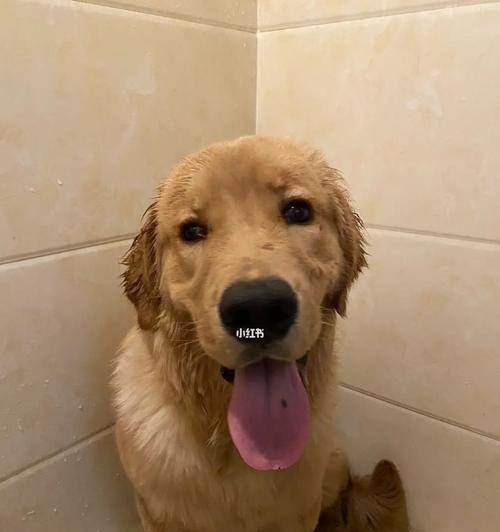 给狗狗洗澡的正确方式（宠物养护必备，健康的秘诀）