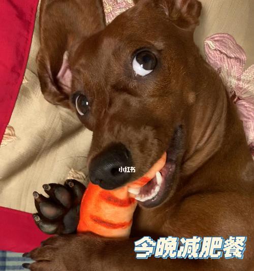 详解如何做好腊肠犬的日常护理（从喂食到清洁，教你全面关爱你的宠物）