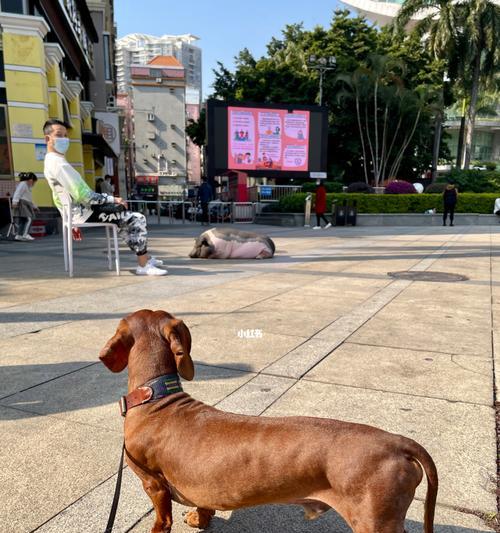 详解如何做好腊肠犬的日常护理（从喂食到清洁，教你全面关爱你的宠物）