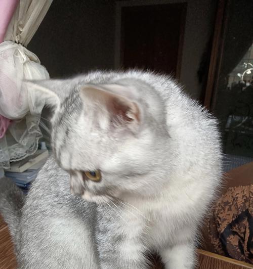 如何避免猫咪洗澡时抓人咬人（宠物护理必备技巧，让猫咪爱上洗澡）