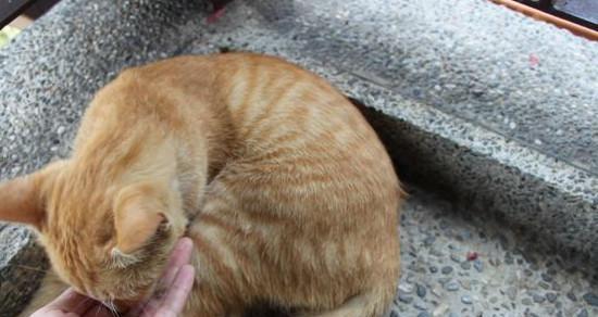 如何避免猫咪洗澡时抓人咬人（宠物护理必备技巧，让猫咪爱上洗澡）