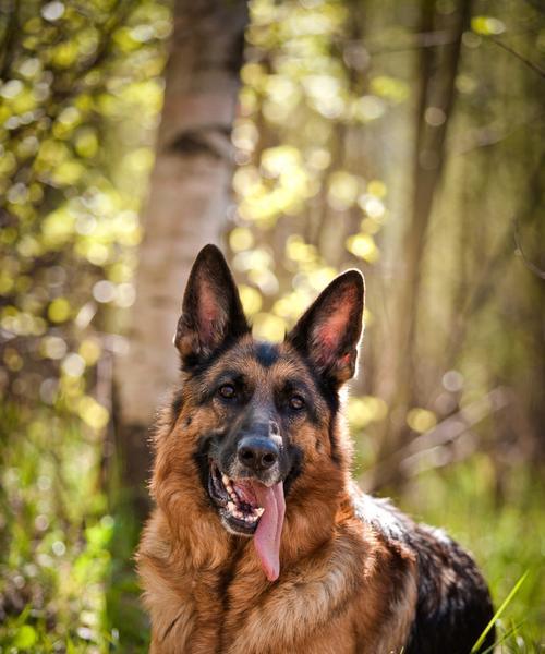 如何辩别德国牧羊犬感冒的迹象？（宠物主人必知的德国牧羊犬感冒预防和治疗方法）