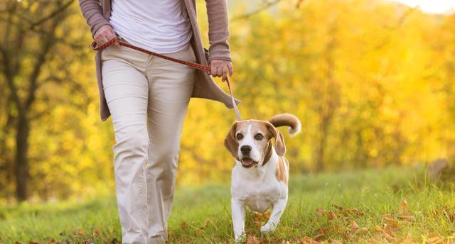 如何进行幼犬小狗的散步训练？（宠物的健康离不开散步，如何让小狗爱上散步？）