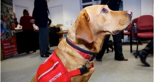 如何纠正史宾格犬的异食行为（以爱宠为主，有效改善宠物健康问题）