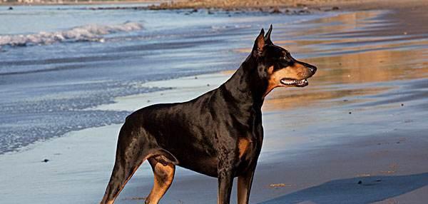 如何纠正史宾格犬的异食行为（以爱宠为主，有效改善宠物健康问题）