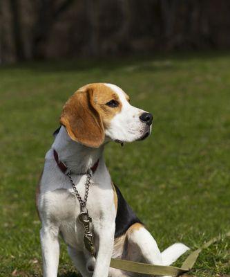 解决比格犬牙齿松动问题的方法（宠物主人必看，让你的比格犬远离口臭和牙齿问题）