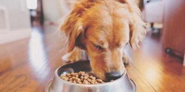如何纠正狗狗的吃东西坏习惯（让宠物变成良好的食品消费者，主要为“纠正”）