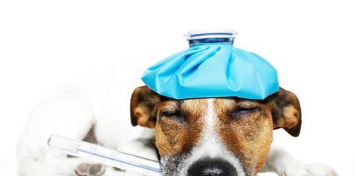 如何判断狗狗是否患有感冒（狗狗感冒的症状和处理方法）