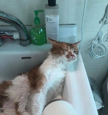 让你的猫咪轻松适应洗澡，做个干净利落的小公主/小王子（猫咪洗澡的正确姿势、必要的准备工作和注意事项）