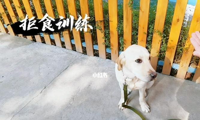 如何训练狗狗拒绝陌生人的食物（教你如何让宠物保持健康）