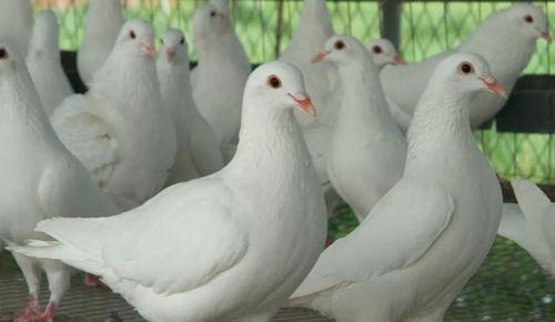 如何正确饲养宠物鸽子（探究宠物鸽子的饲养方法和饲料选择）