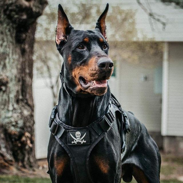 如何训练你的杜宾犬接飞盘？（一步步教你打造飞盘！）