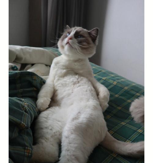 猫咪剃毛后精神不好，怎么办？（应对猫咪剃毛后的抑郁情绪，让它快乐健康生活）