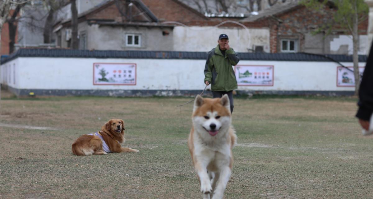 如何在家为秋田犬检查身体（家庭养宠必备技能，轻松掌握秋田犬身体检查方法）