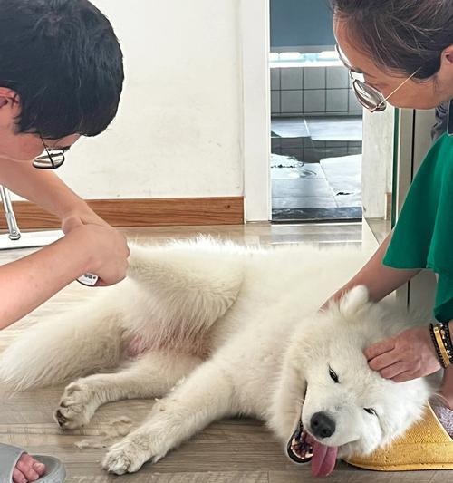 如何让萨摩耶毛发健康亮丽？（以营养均衡为基础，搭配护理调理）