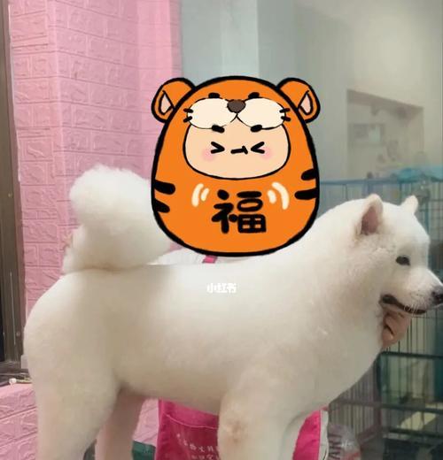 如何让萨摩耶毛发健康亮丽？（以营养均衡为基础，搭配护理调理）