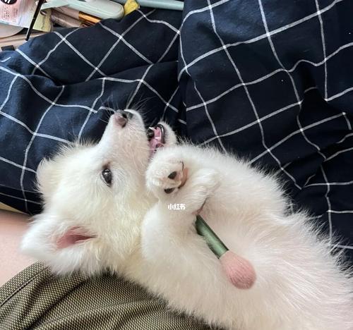 以萨摩耶呕吐了怎么办？（了解萨摩耶呕吐的原因及正确处理方法）
