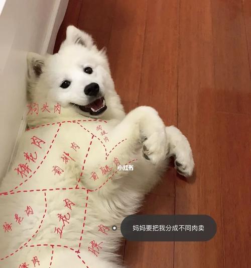 揭秘萨摩耶拆家的原因（从宠物角度看家居破坏行为）