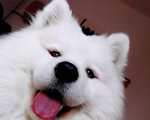 萨摩耶为什么会喜欢吃便便？（探究宠物萨摩耶喜欢吃便便的原因和应对方法）