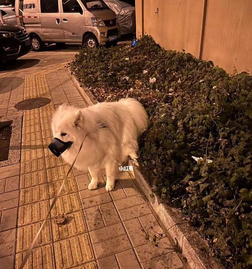 萨摩耶为什么会喜欢吃便便？（探究宠物萨摩耶喜欢吃便便的原因和应对方法）