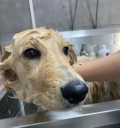 三个月大的宠物狗可以洗澡了吗？（给宠物狗洗澡的正确方法和注意事项）