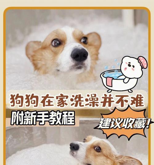 沙皮犬维生素C缺乏症的病因及预防措施（宠物营养健康必须知道的知识）