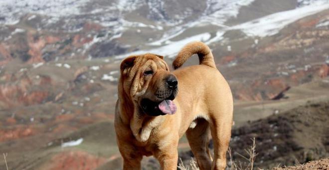 沙皮犬的性格特征与训练特点（深入了解沙皮犬的天性与教育方法，让宠物更加听话）