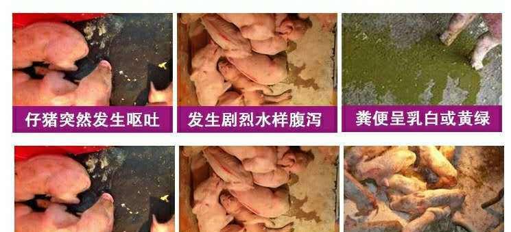 如何治疗沙皮犬呕吐和腹泻？