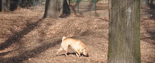 如何治疗沙皮犬呕吐和腹泻？