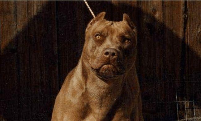 比特犬（探究比特犬的养殖历史、性格特点与训练技巧）