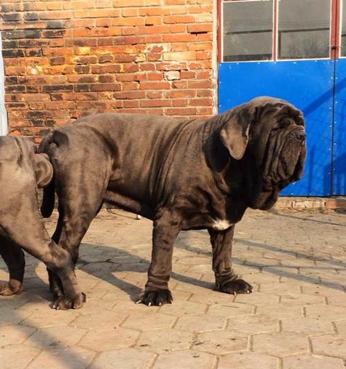 纽波利顿犬饲养技巧、饮食要点、运动和训练方法（纽波利顿犬饲养技巧、饮食要点、运动和训练方法）