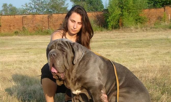 纽波利顿犬饲养技巧、饮食要点、运动和训练方法（纽波利顿犬饲养技巧、饮食要点、运动和训练方法）