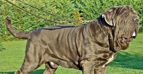 纽波利顿犬饲养技巧、饮食要点、运动和训练方法（纽波利顿犬饲养技巧、饮食要点、运动和训练方法）