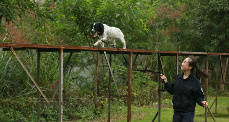 如何解决以史宾格犬乱叫问题（有效方法让你的宠物不再惊扰邻居）