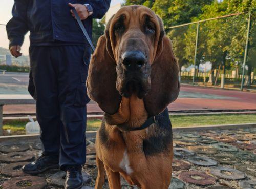 如何解决以史宾格犬乱叫问题（有效方法让你的宠物不再惊扰邻居）