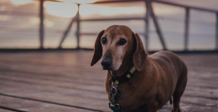 了解腊肠犬的性格和特点——让你更好地养育你的宠物（细节决定一切，了解腊肠犬性格和特点的这15个要点不可忽视！）