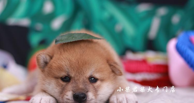 适合上班族饲养的狗狗有哪些？（选择宠物须知、品种介绍、日常护理）