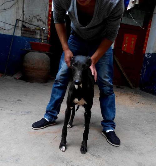 如何饲养惠比特犬，让它健康快乐成长（掌握惠比特犬的饲养技巧，让你的宠物生活更美好）