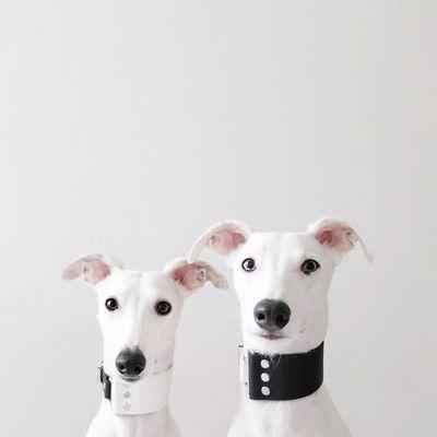 如何饲养惠比特犬，让它健康快乐成长（掌握惠比特犬的饲养技巧，让你的宠物生活更美好）
