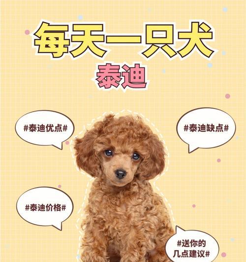 送人养贵宾犬，这7个建议一定要知道！（养一只贵宾犬的小窍门，帮你的小伙伴养得更好！）