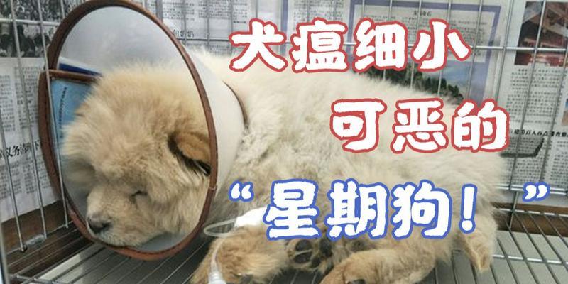 苏格兰牧羊犬得了犬瘟怎么办（宠物的健康需我们的关注）