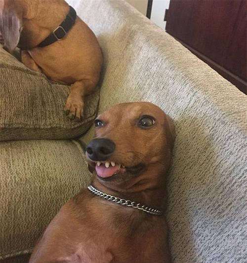 揭秘腊肠犬鼻子干的真相（干燥的鼻子背后隐藏的健康问题）