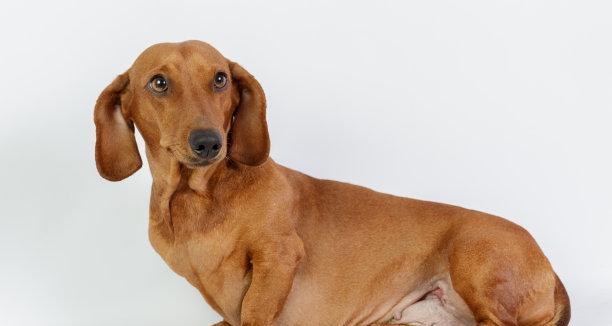 揭秘腊肠犬鼻子干的真相（干燥的鼻子背后隐藏的健康问题）